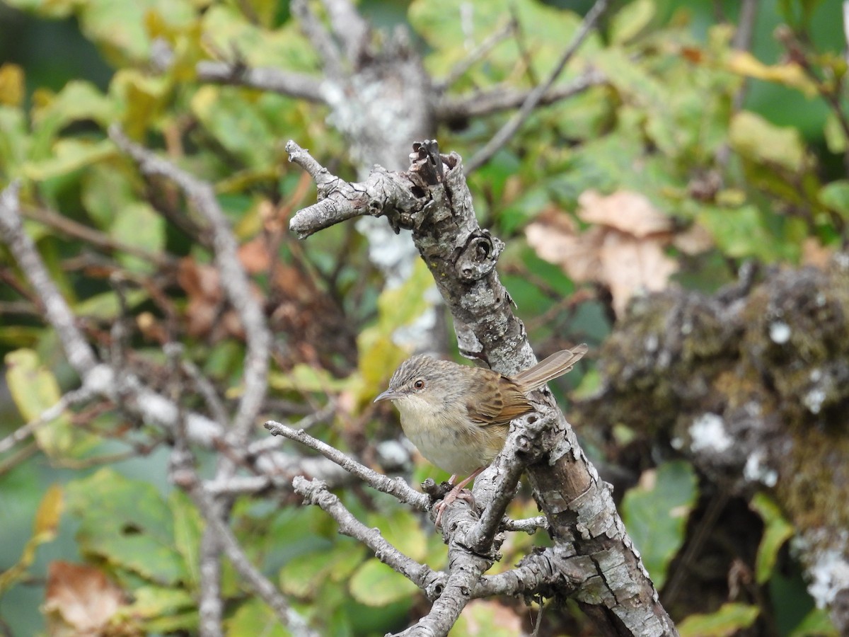 Himalayan Prinia - ML642140520