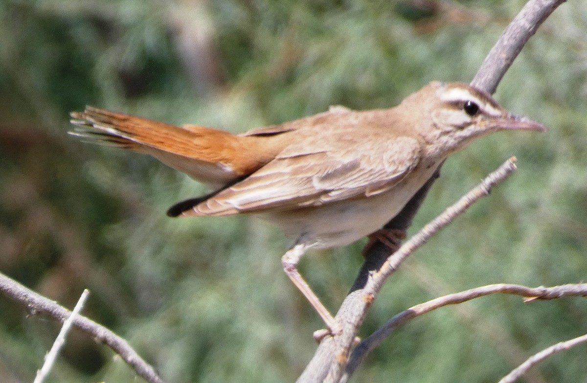 Соловейко рудохвостий - ML642140522