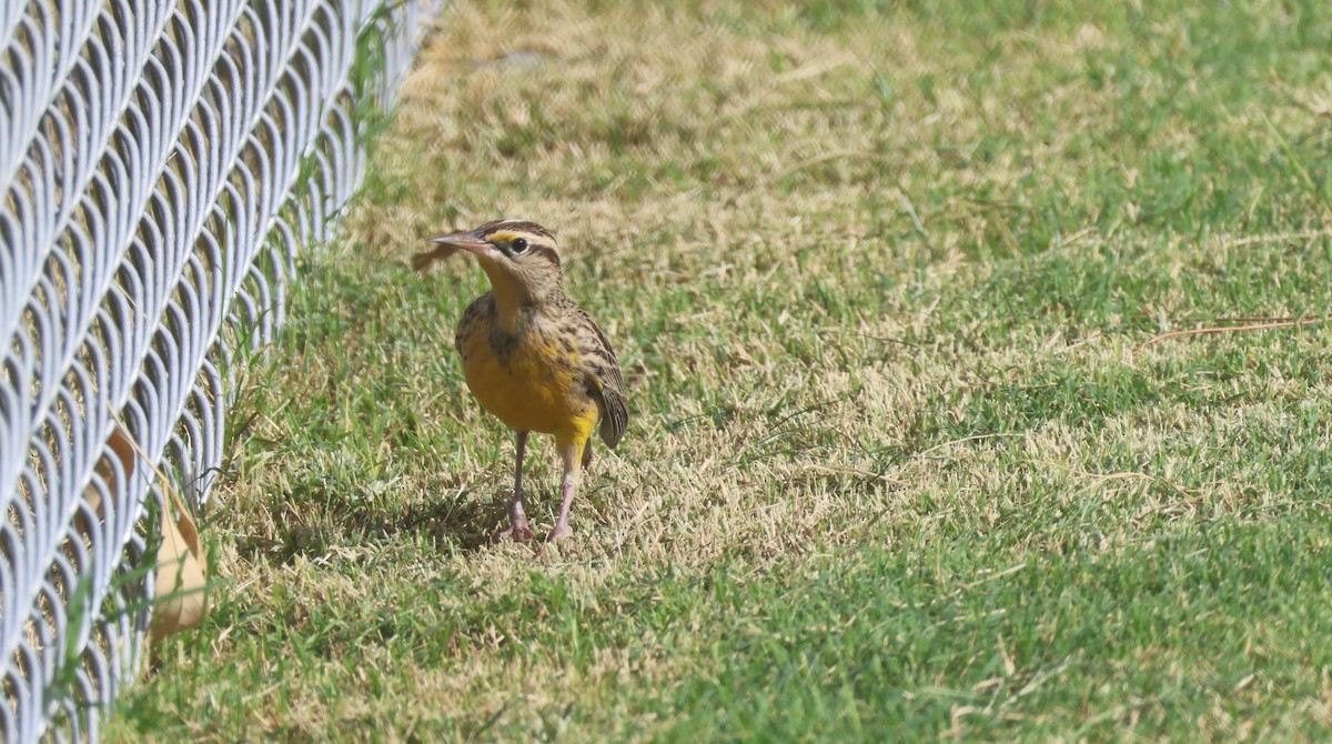 Western Meadowlark - ML642140533