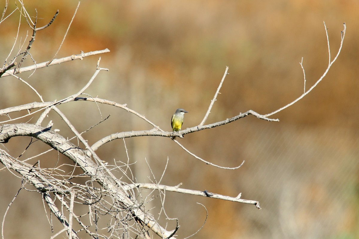 Western Kingbird - ML642140535