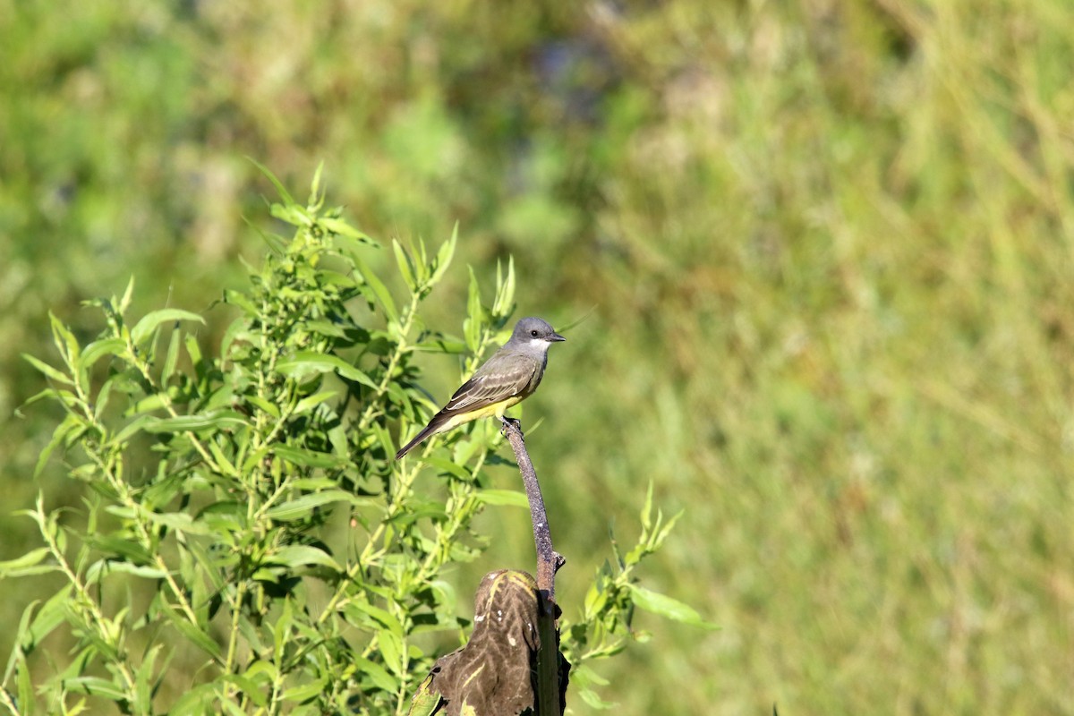 Cassin's Kingbird - ML642140536