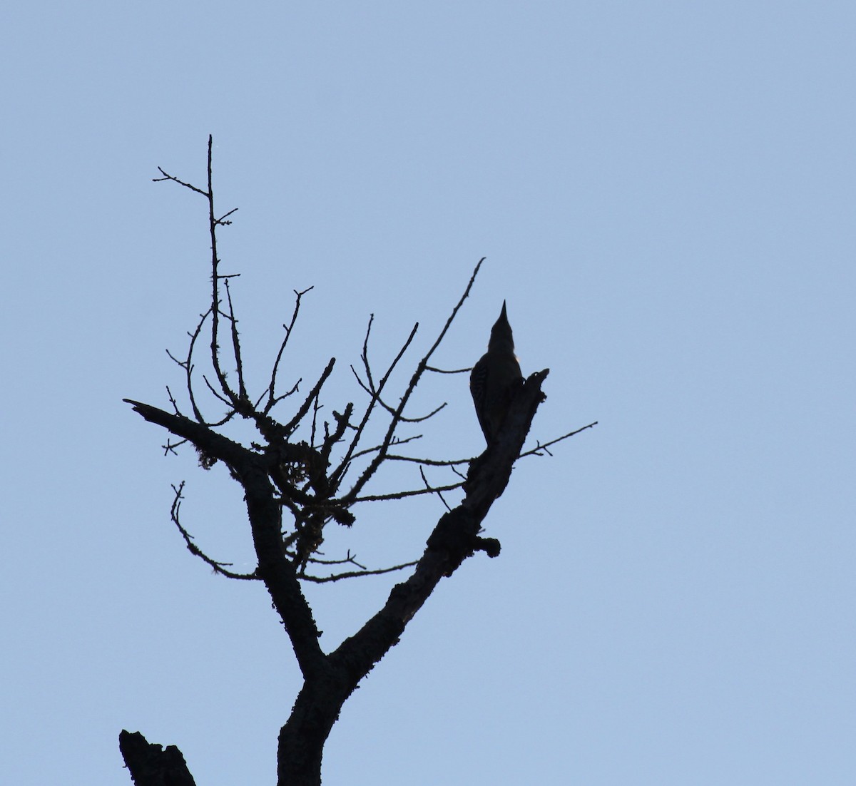 Red-bellied Woodpecker - ML642140544