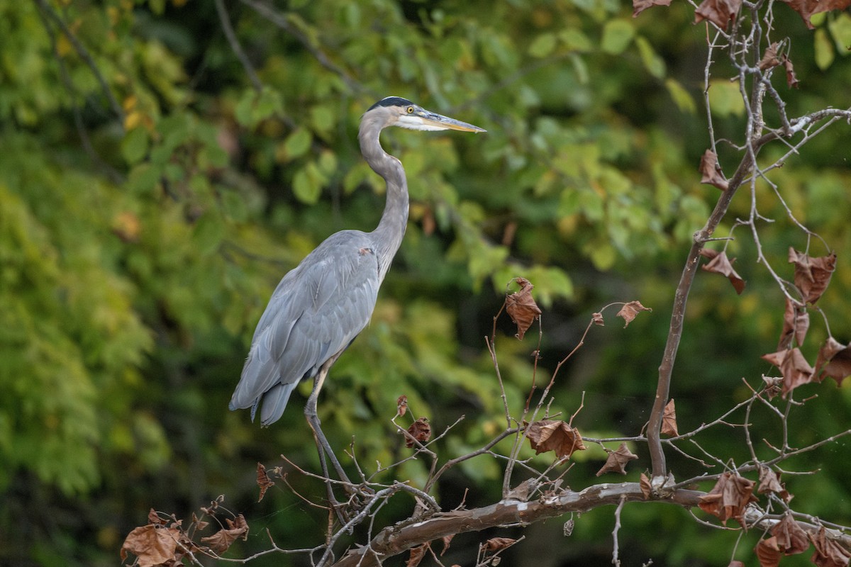 Great Blue Heron - ML642140546