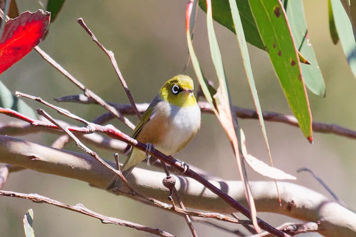 Silvereye - ML642140550