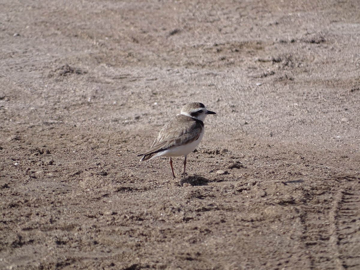 Snowy Plover - ML642140551
