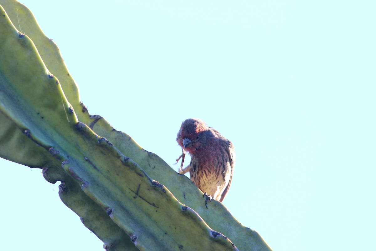 House Finch - ML642140559