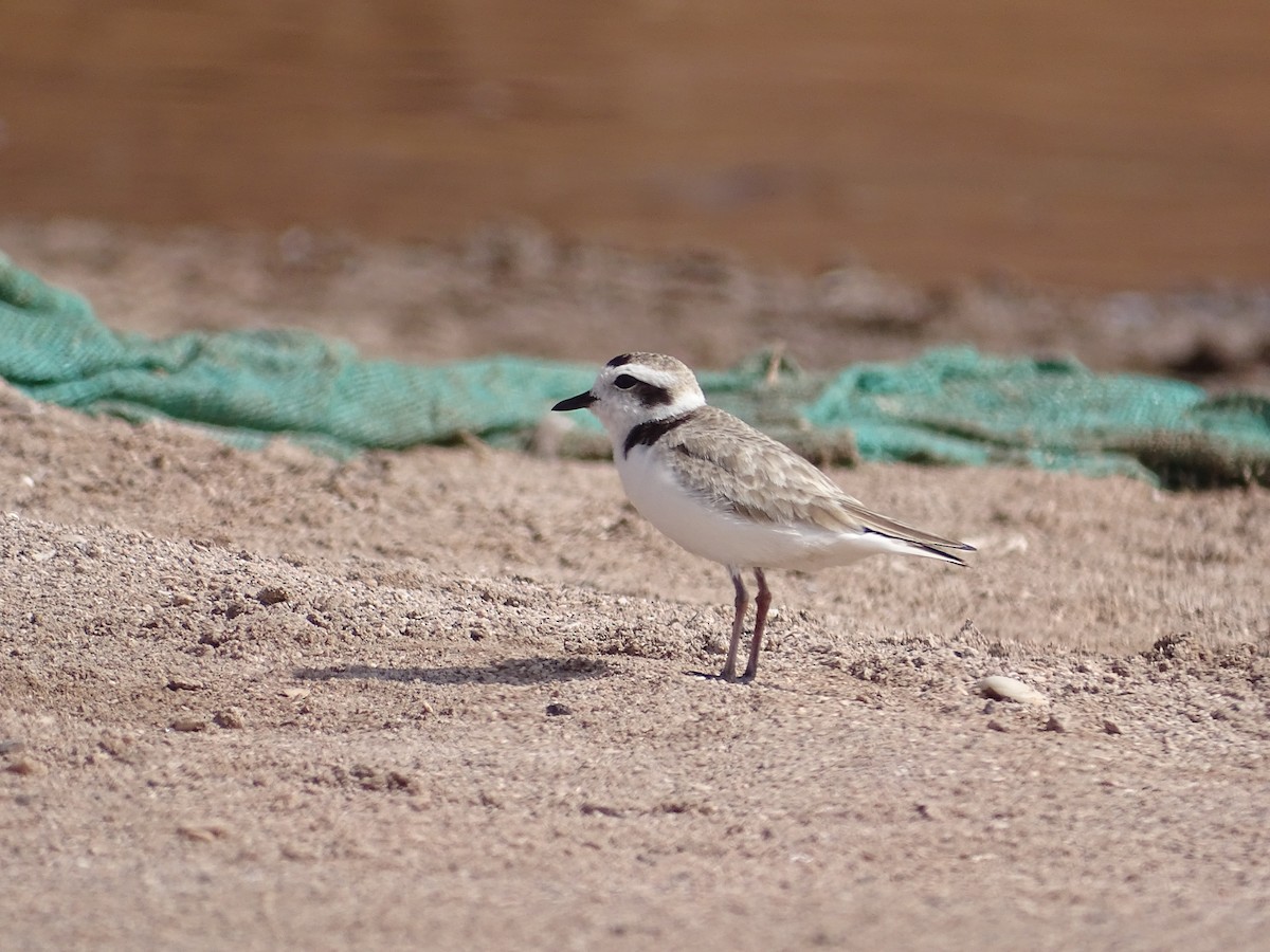 Snowy Plover - ML642140560