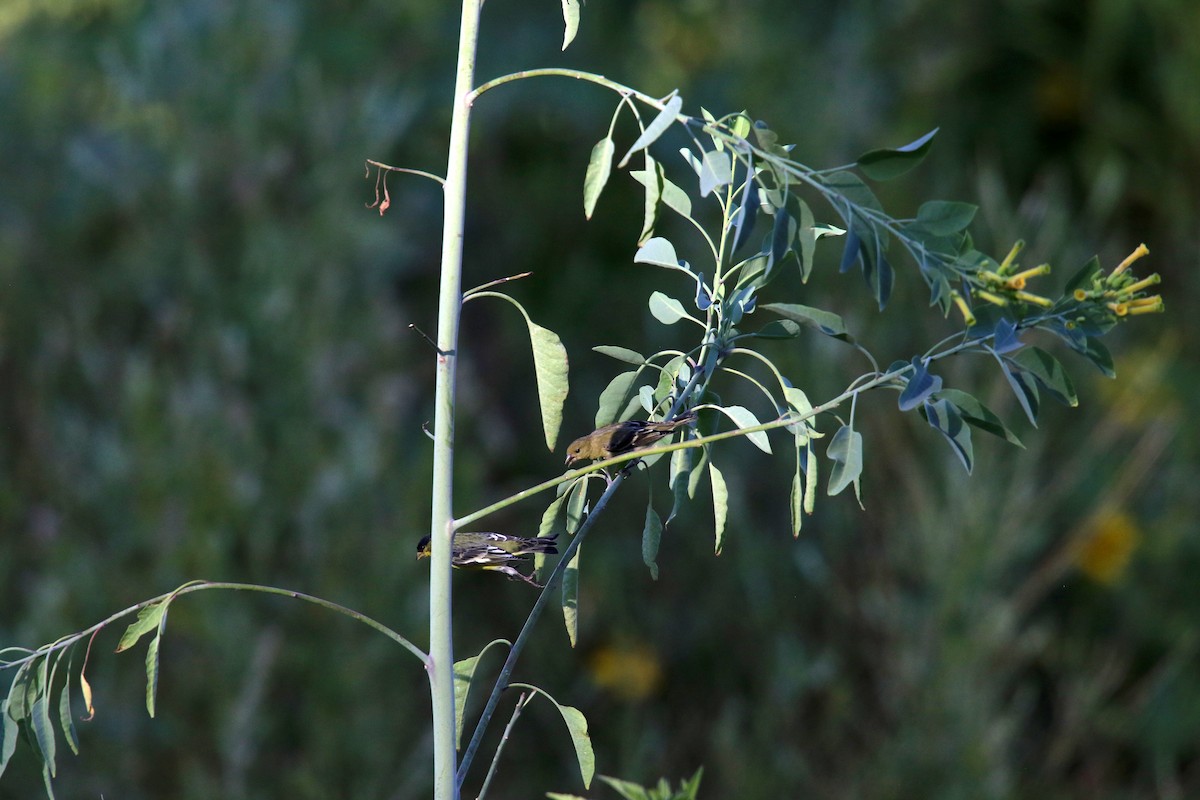 Lesser Goldfinch - ML642140561