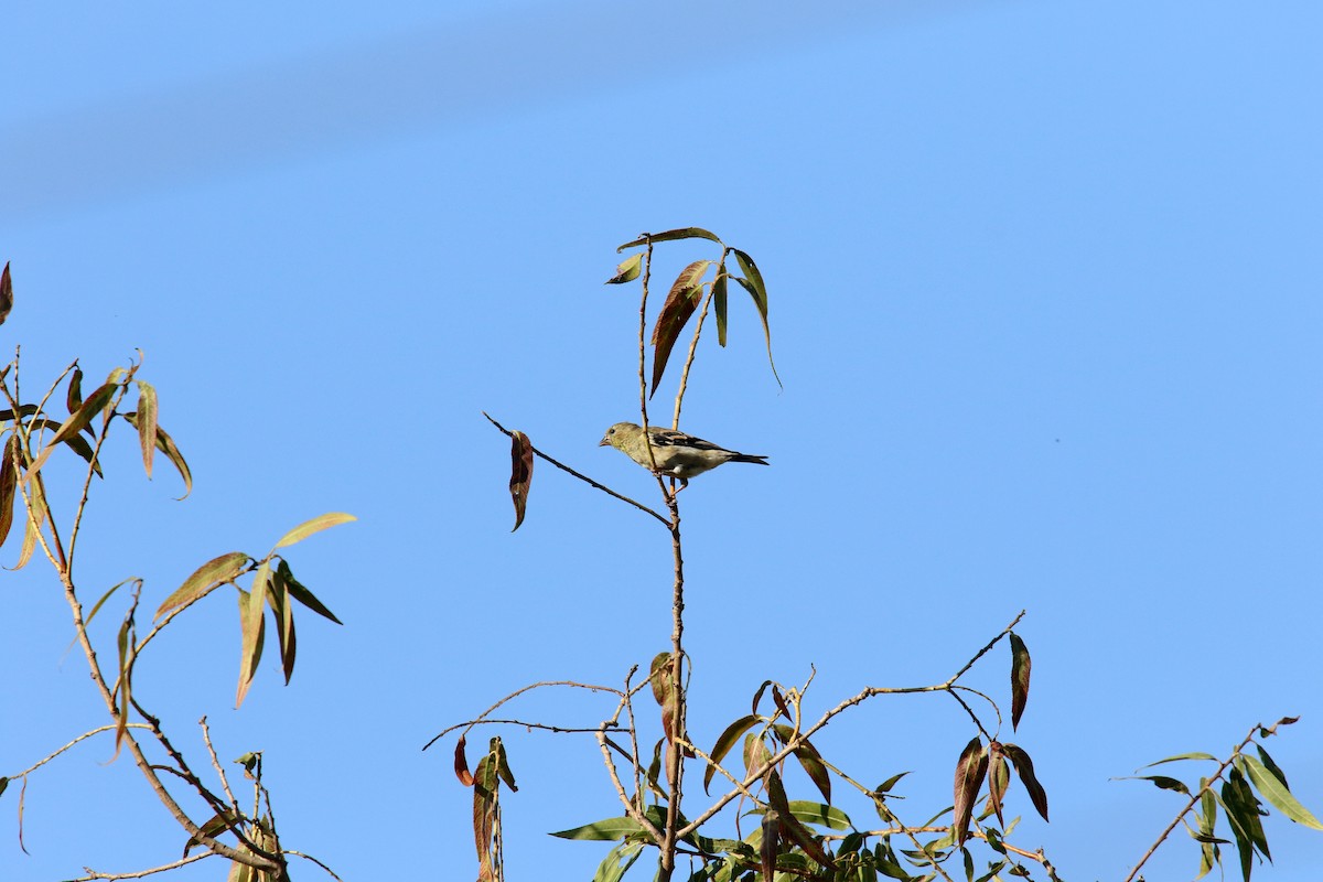 American Goldfinch - ML642140562