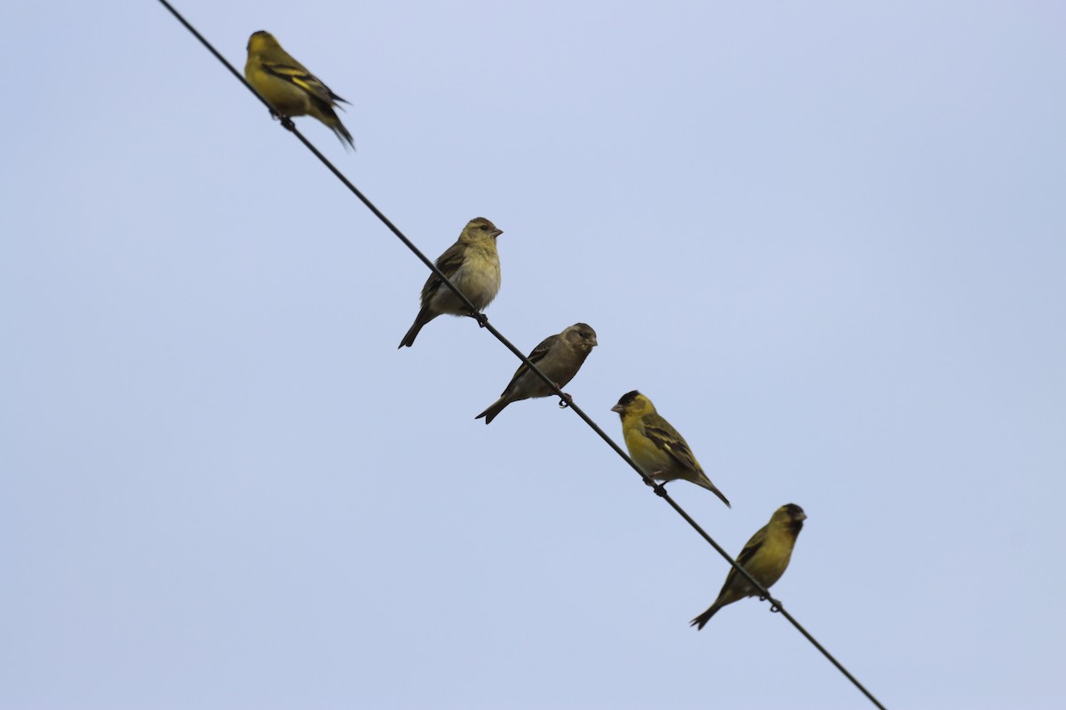 Black-chinned Siskin - ML642140565