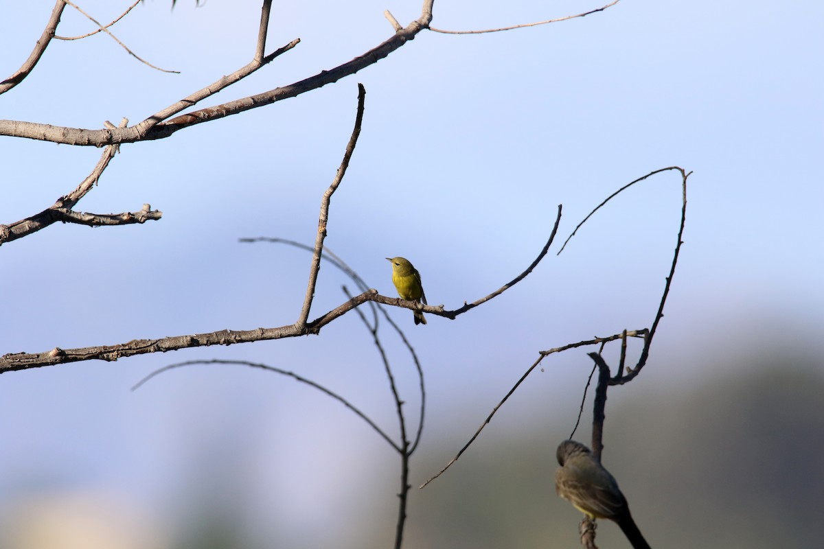 Orange-crowned Warbler - ML642140566
