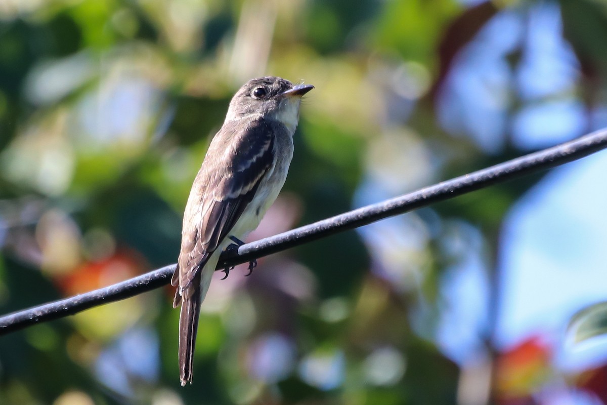 Eastern Wood-Pewee - ML642140577