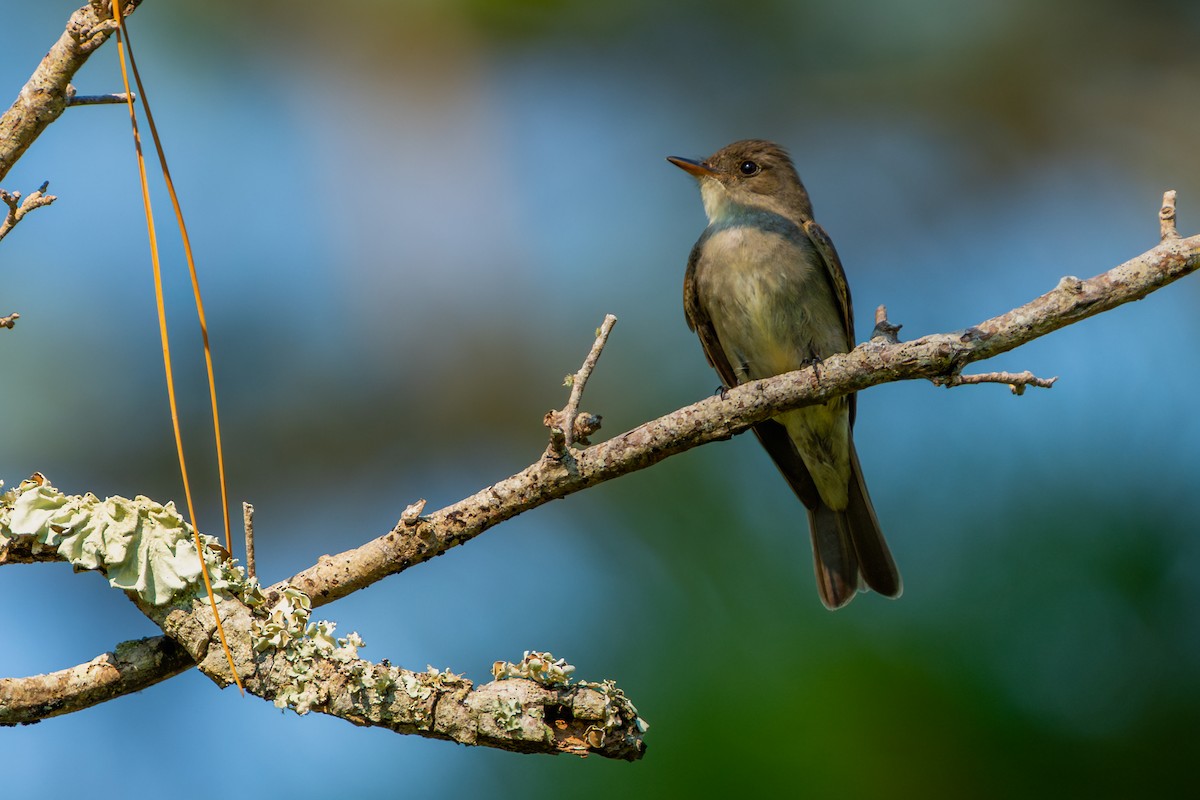 Eastern Wood-Pewee - ML642140579