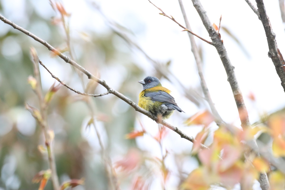Patagonian Sierra Finch - ML642140581