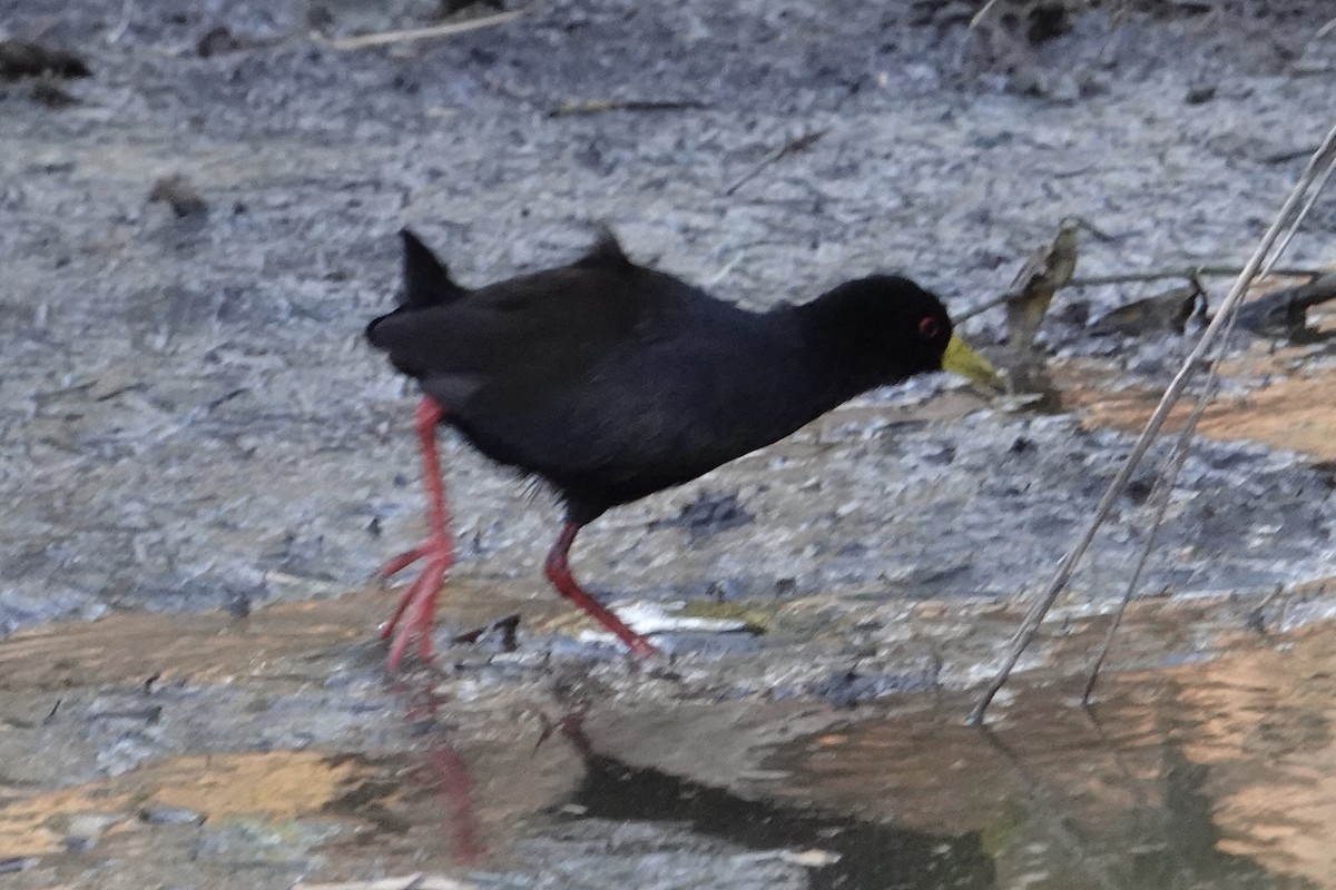 Black Crake - ML642140582