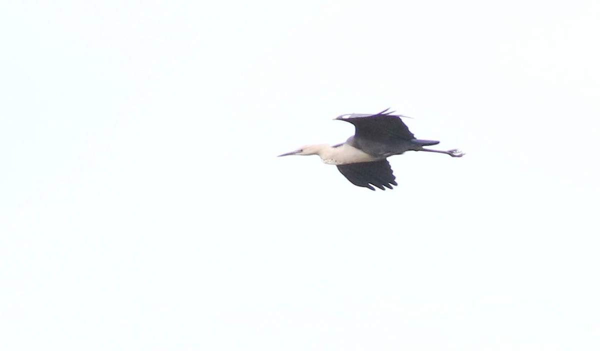Pacific Heron - ML642140584