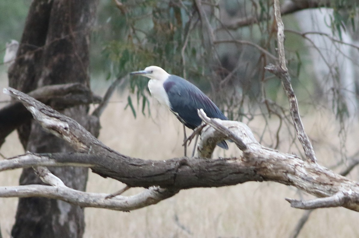 Pacific Heron - ML642140585