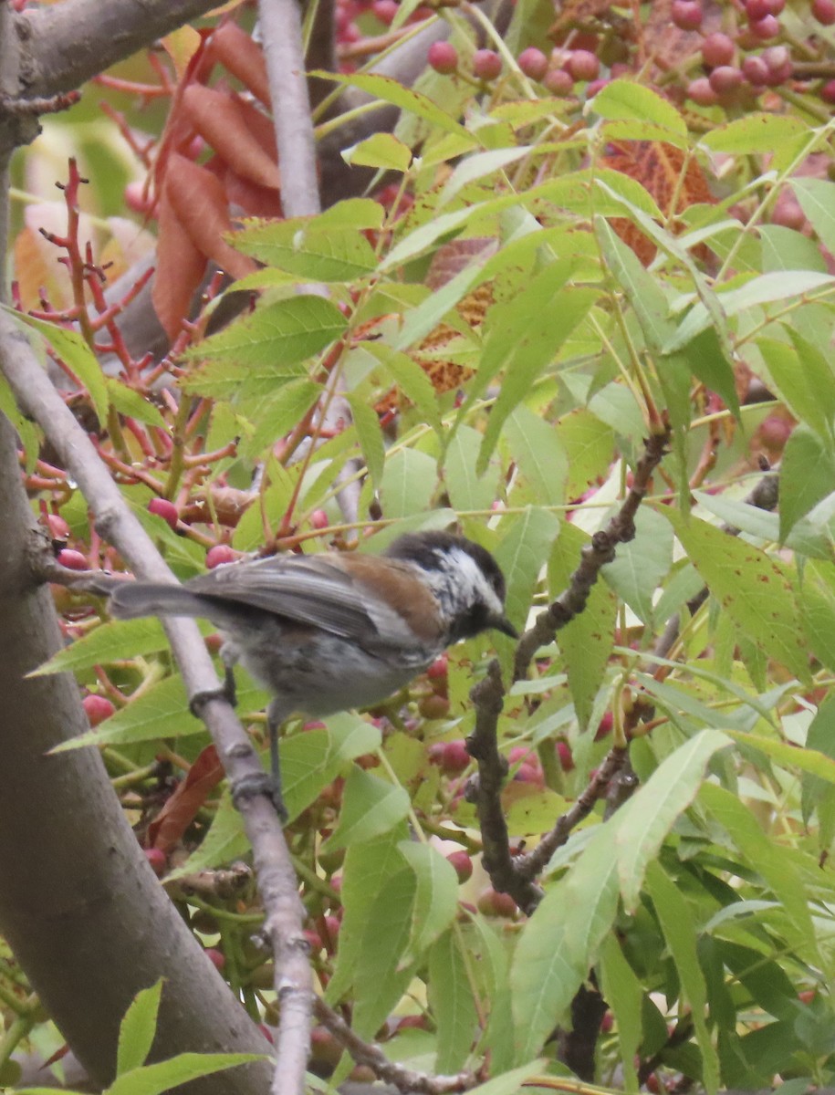 Chestnut-backed Chickadee - ML642140587