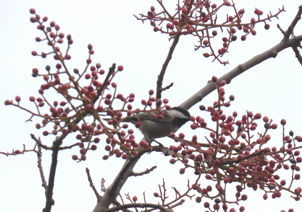 Chestnut-backed Chickadee - ML642140588
