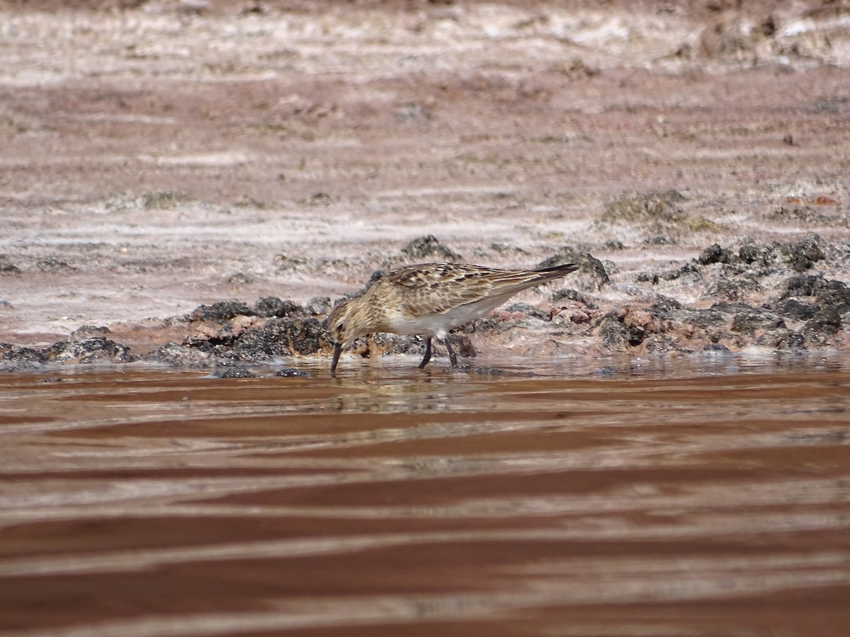 Baird's Sandpiper - ML642140589