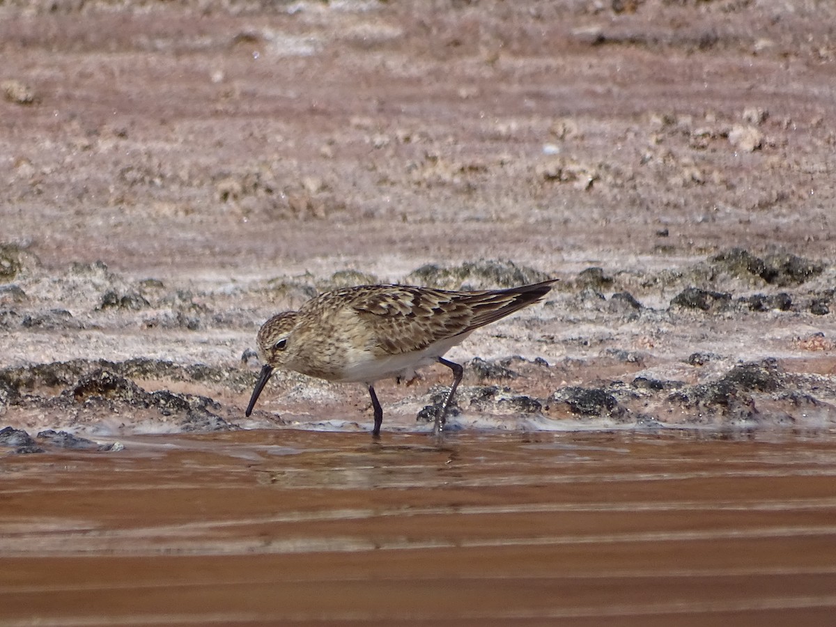 Baird's Sandpiper - ML642140590