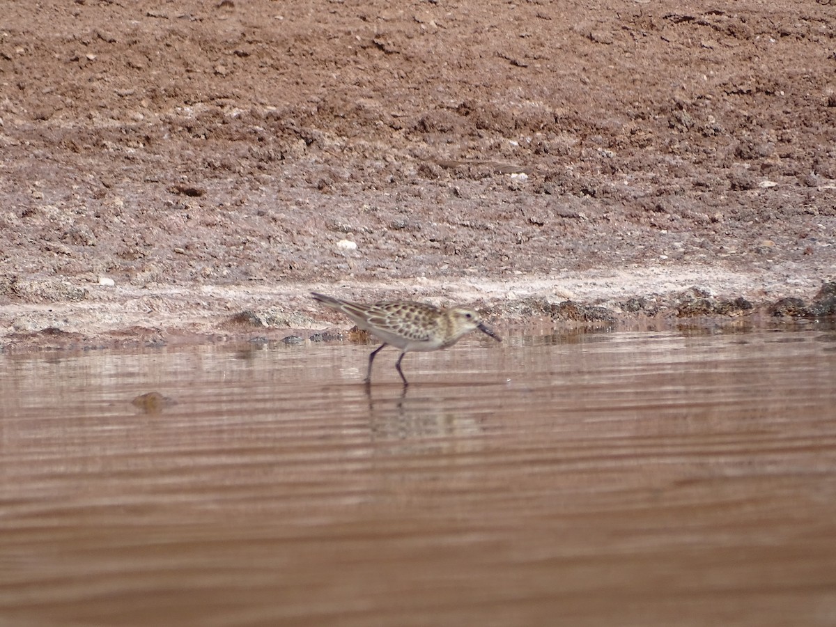 Baird's Sandpiper - ML642140591