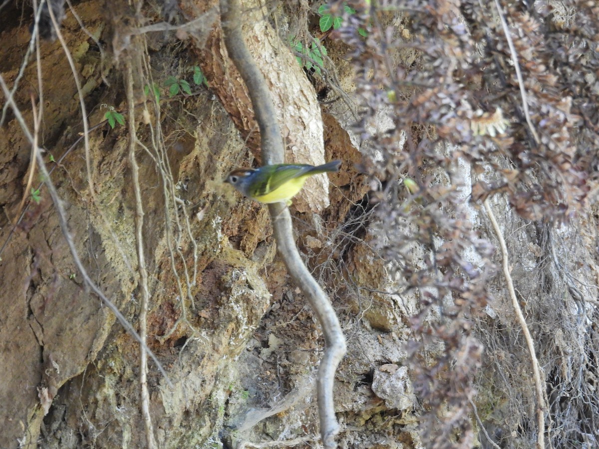 Chestnut-crowned Warbler - ML642140597