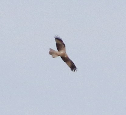Whistling Kite - ML642140599