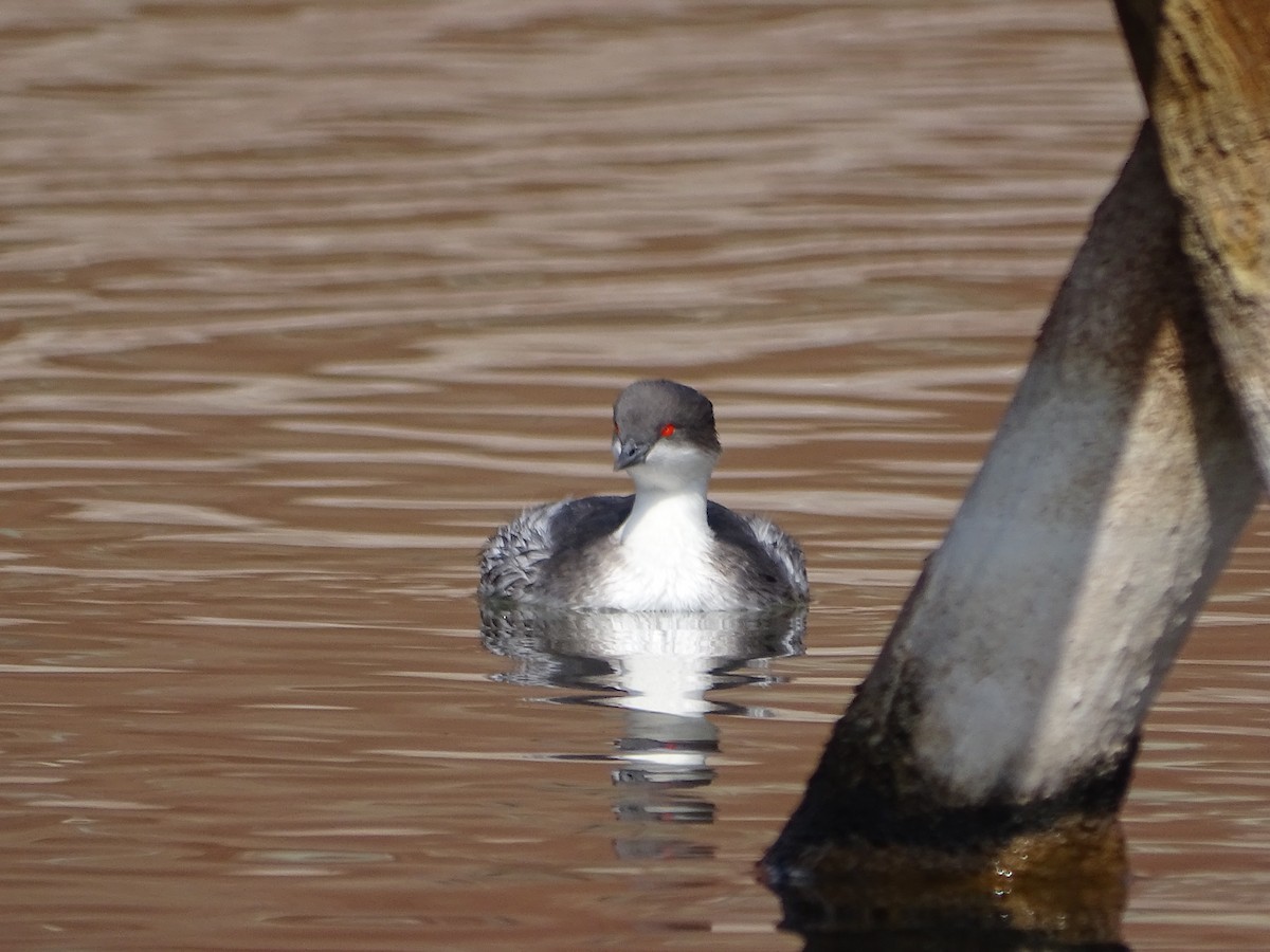 Silvery Grebe (Andean) - ML642140602