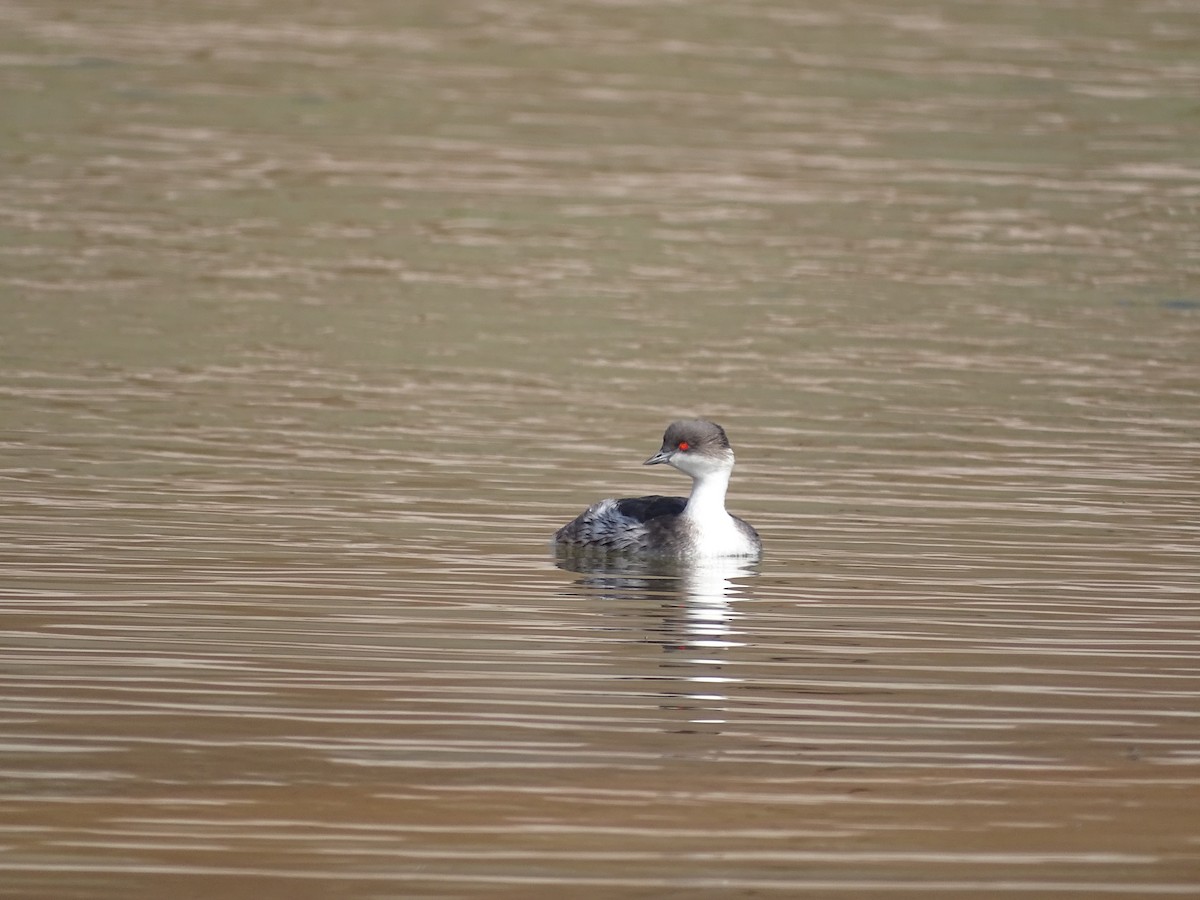 Silvery Grebe (Andean) - ML642140604