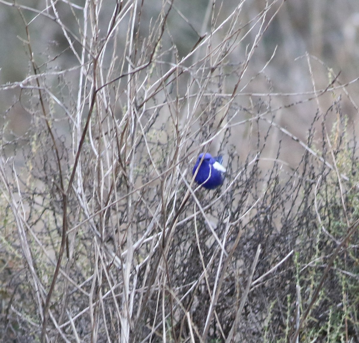 White-winged Fairywren - ML642140609