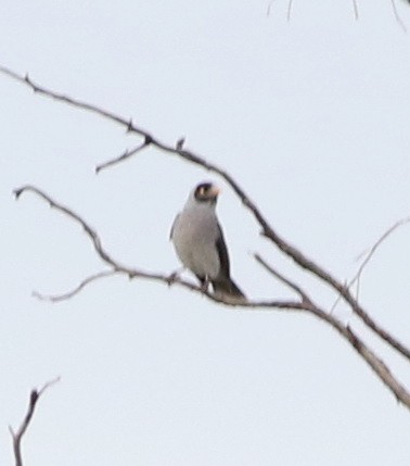 Noisy Miner - ML642140613