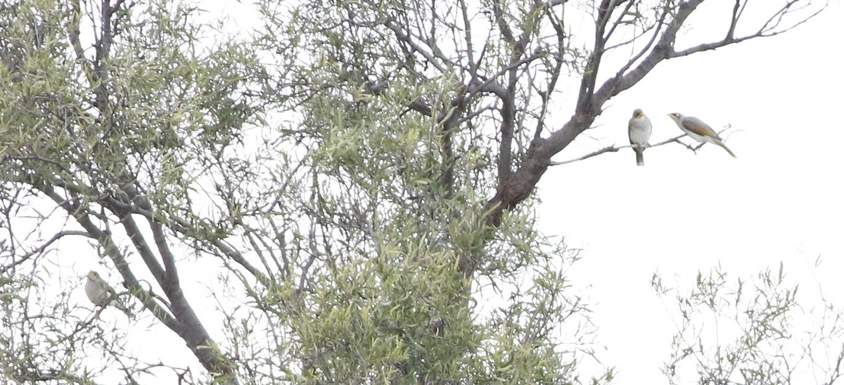 Yellow-throated Miner - ML642140616