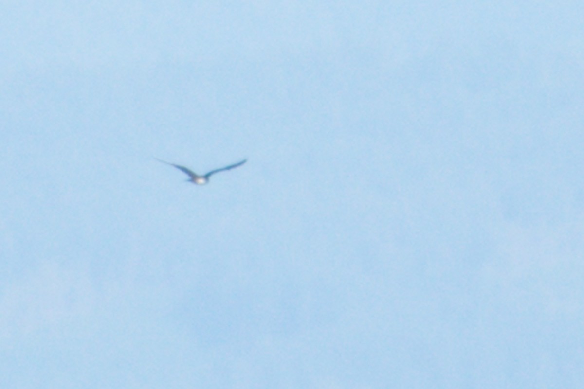 Parasitic Jaeger - ML642140617