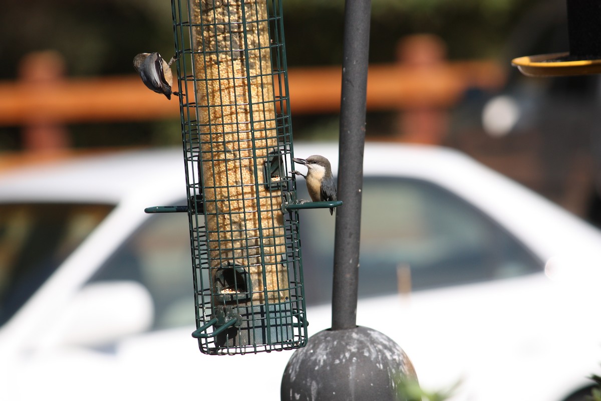 Pygmy Nuthatch - ML642140628