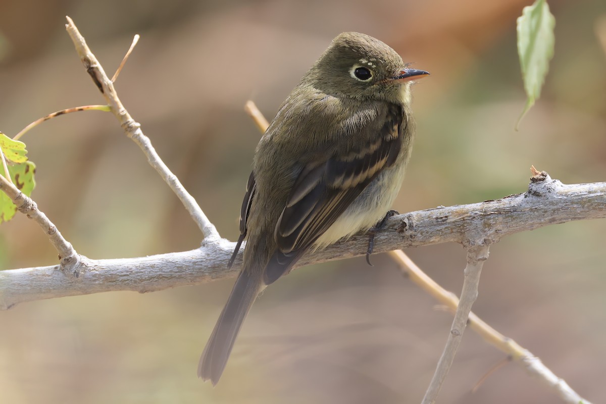 Western Flycatcher - ML642140637