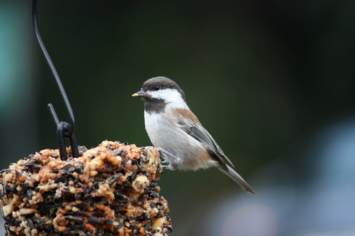 Chestnut-backed Chickadee - ML642140642