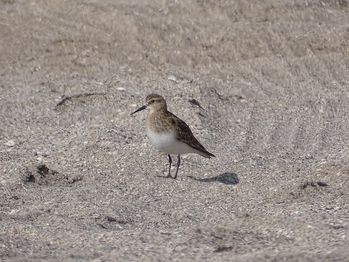 Baird's Sandpiper - ML642140646