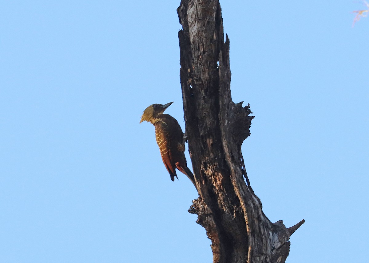 Carpintero Lúgubre - ML642140650