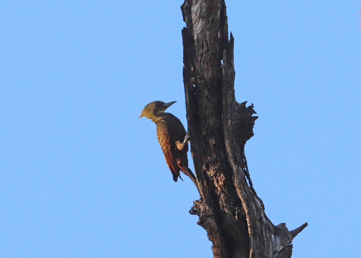 Carpintero Lúgubre - ML642140651