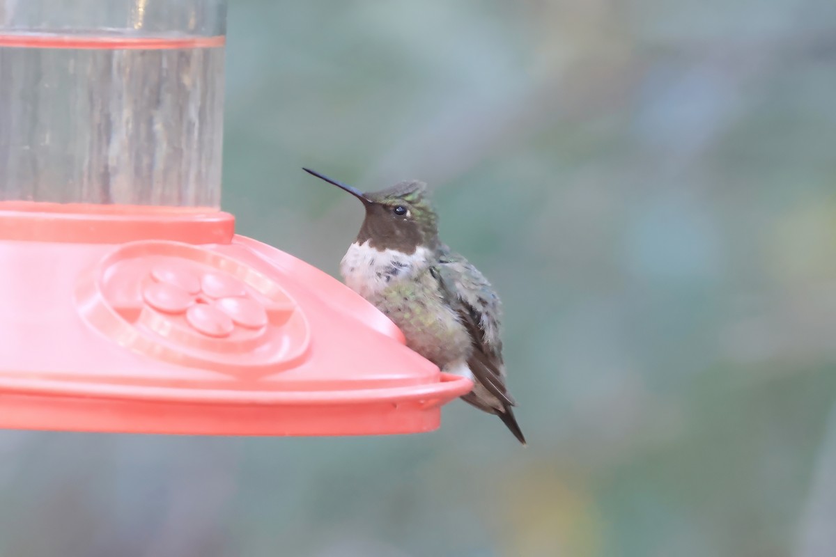 Ruby-throated Hummingbird - ML642140653
