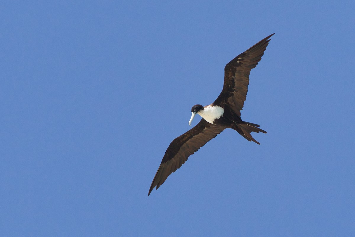 Great Frigatebird - ML642140661