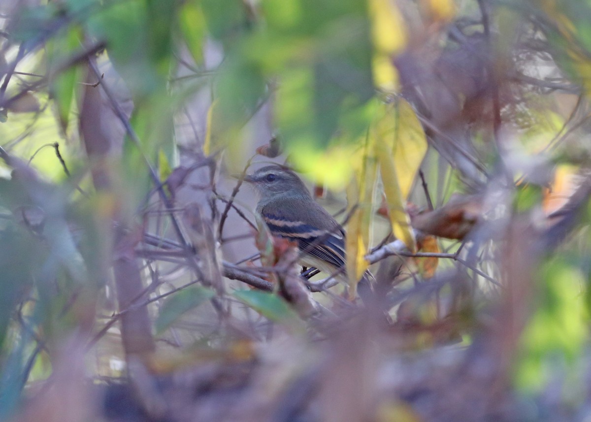 Fuscous Flycatcher - ML642140678