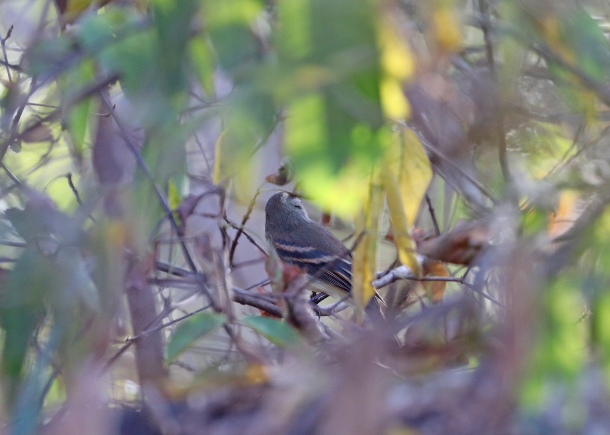 Fuscous Flycatcher - ML642140679