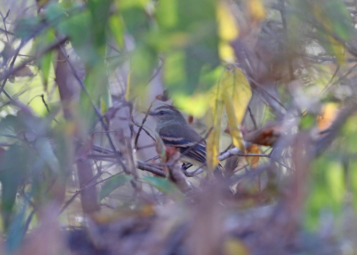 Fuscous Flycatcher - ML642140681