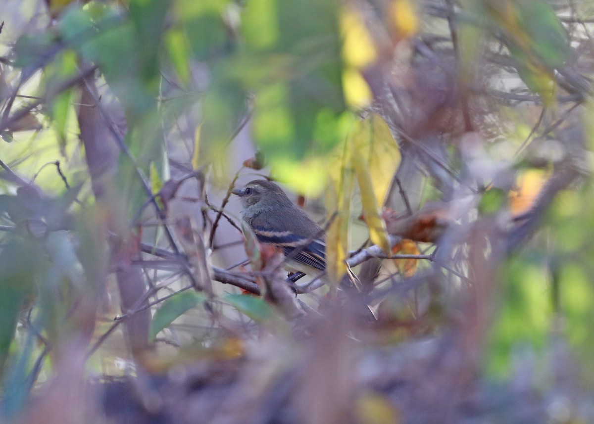 Fuscous Flycatcher - ML642140682