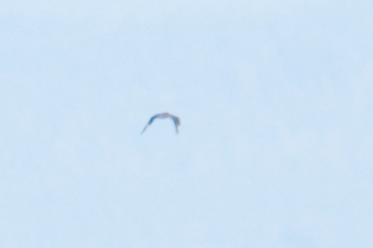 Parasitic Jaeger - ML642140686