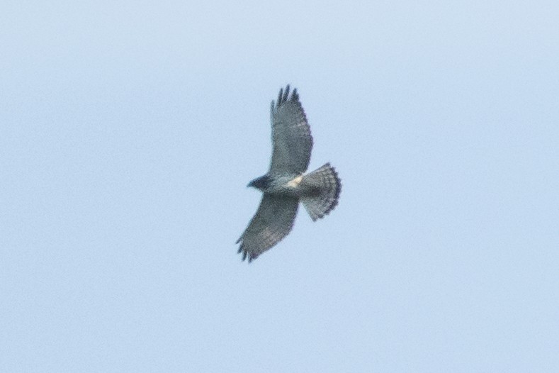 Broad-winged Hawk - ML642140692