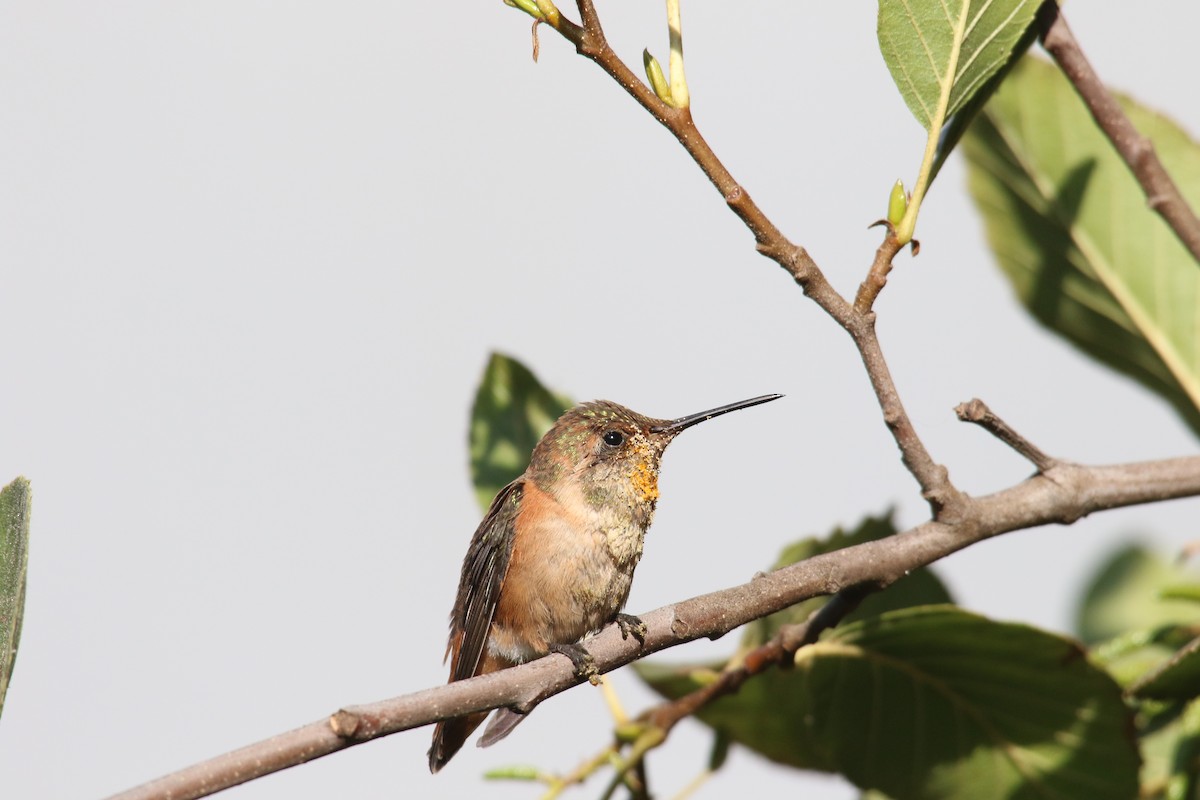 Allen's Hummingbird - ML642140694