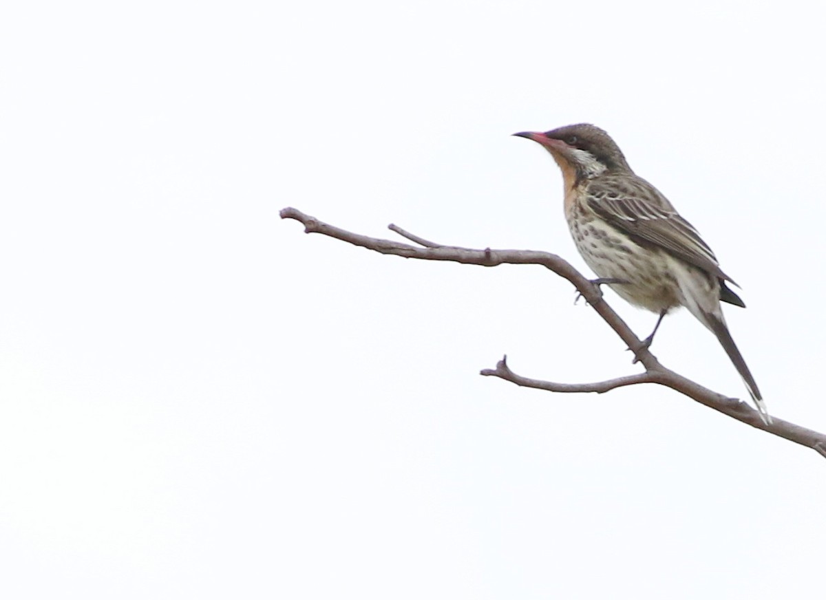 Spiny-cheeked Honeyeater - ML642140696